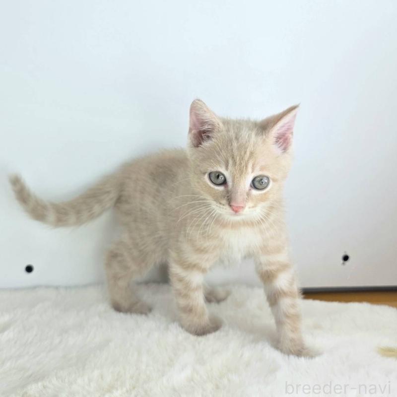 販売中の茨城県のジェネッタ-130771の5枚目