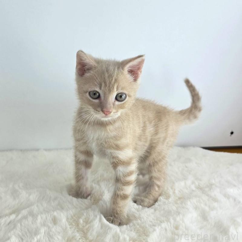 販売中の茨城県のジェネッタ-130771の4枚目