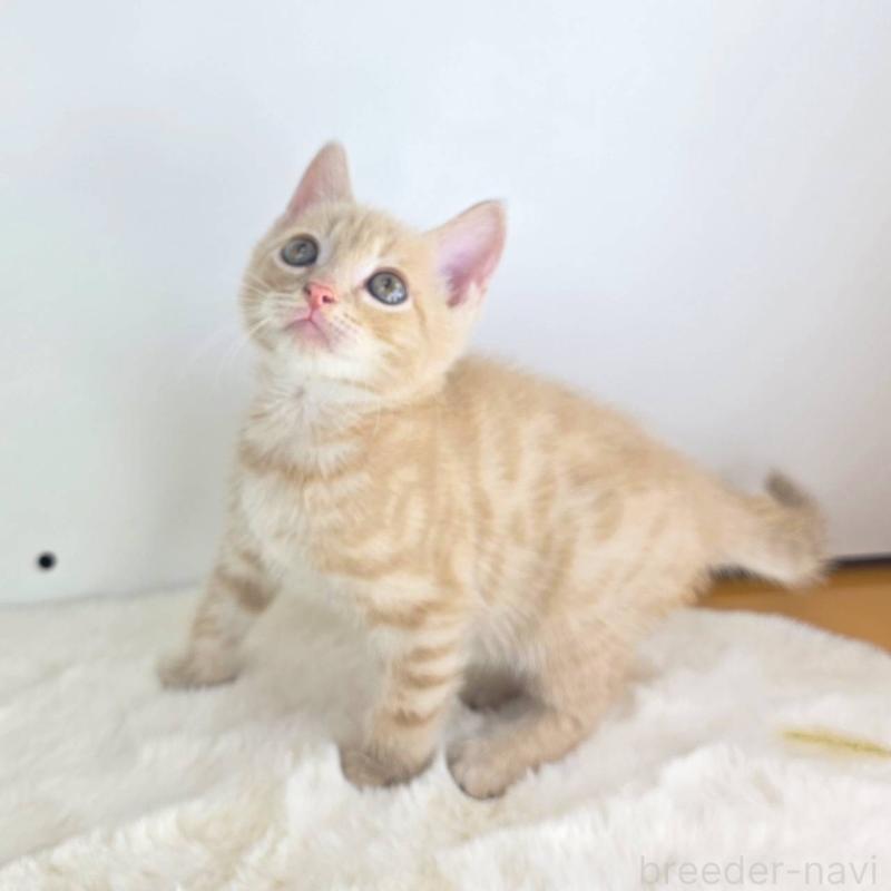 販売中の茨城県のジェネッタ-130771の1枚目