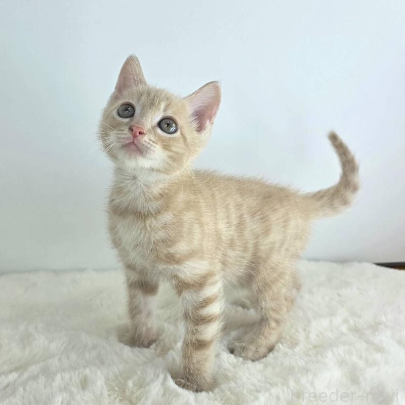 販売中の茨城県のジェネッタ-130771の3枚目