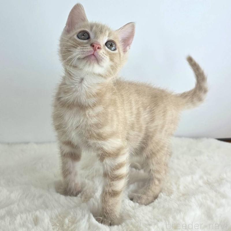 販売中の茨城県のジェネッタ-130771の2枚目