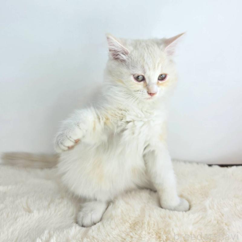 販売中の茨城県のマンチカン-130773の5枚目