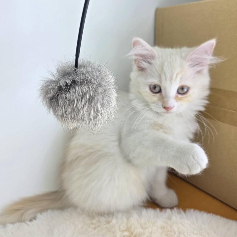 販売中の茨城県のマンチカン-130773の1枚目