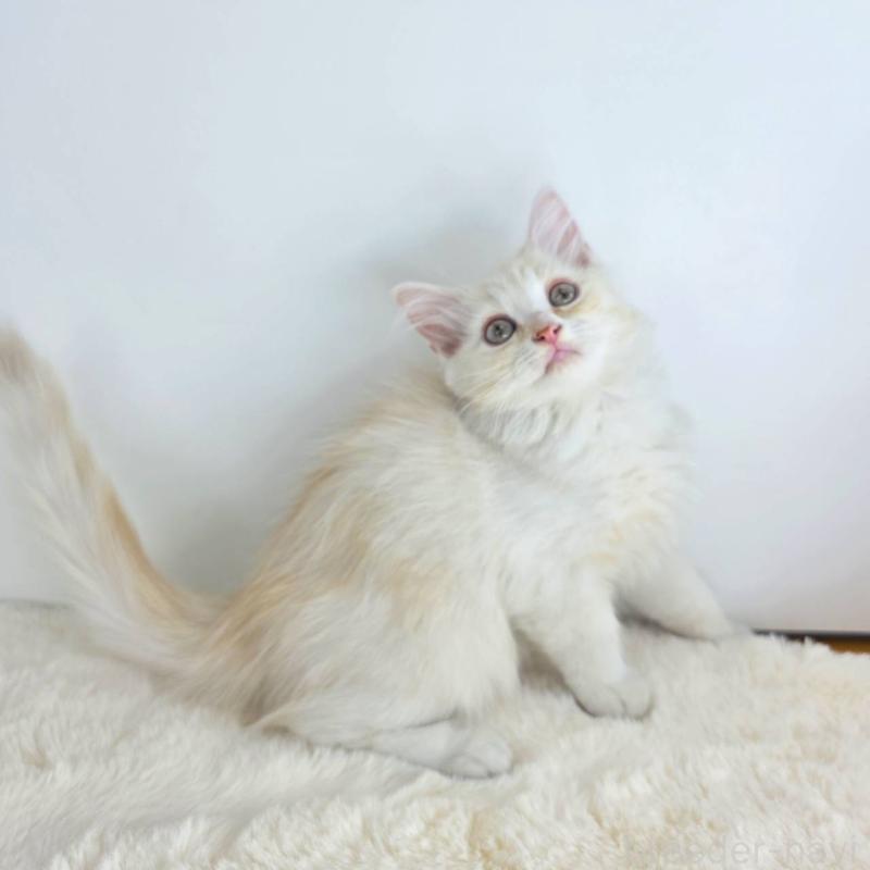 販売中の茨城県のマンチカン-130773の4枚目