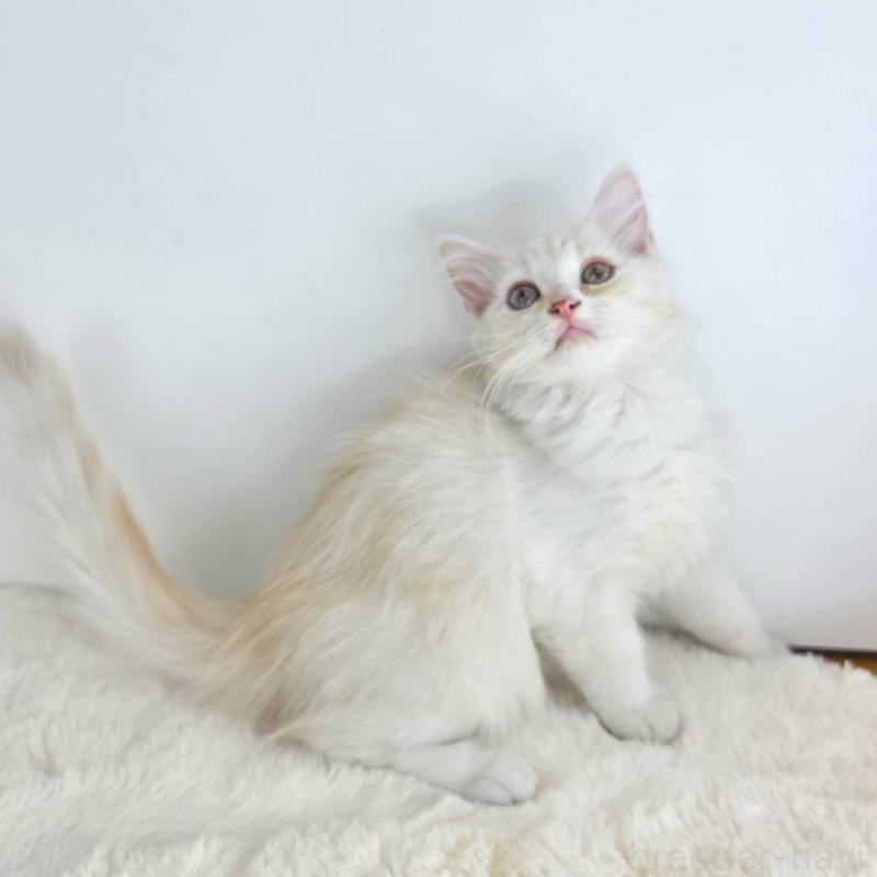 販売中の茨城県のマンチカン-130773の3枚目