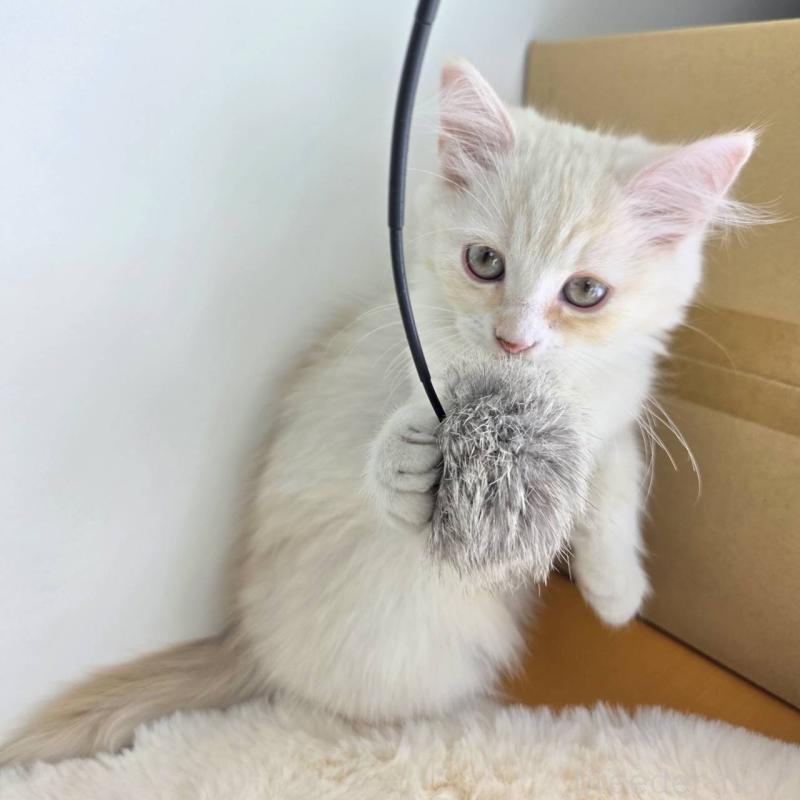 販売中の茨城県のマンチカン-130773の2枚目