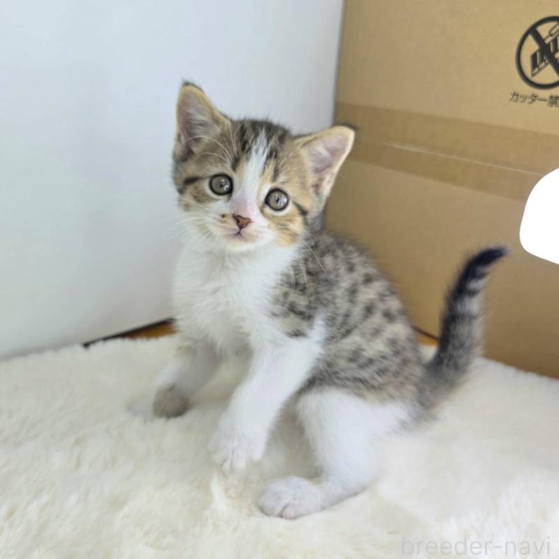 販売中の茨城県のマンチカン-130774の5枚目