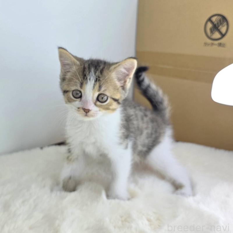 販売中の茨城県のマンチカン-130774の4枚目