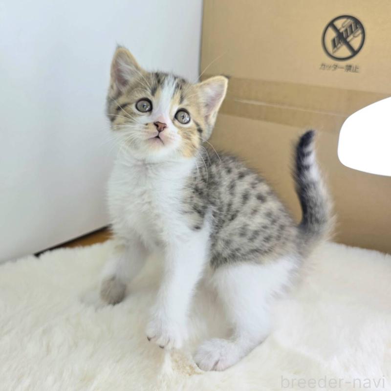 販売中の茨城県のマンチカン-130774の3枚目