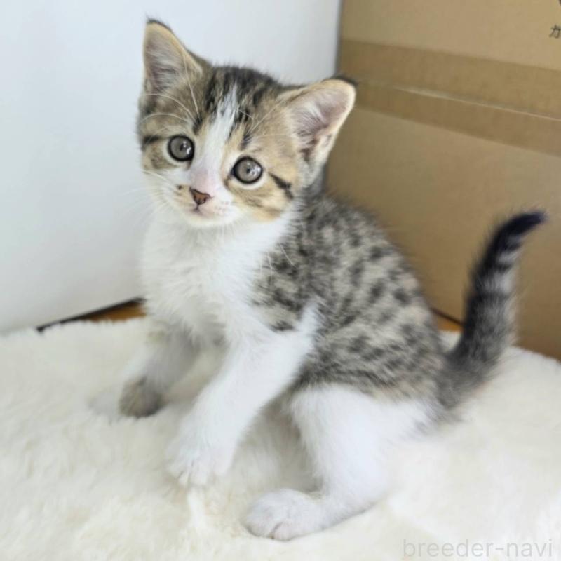 販売中の茨城県のマンチカン-130774の1枚目