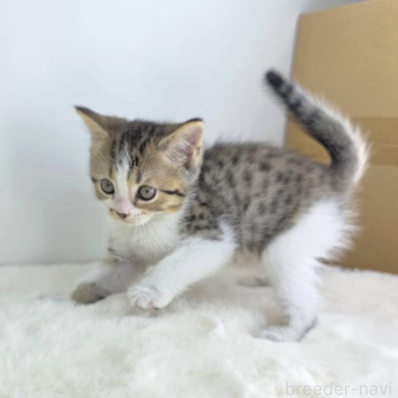 販売中の茨城県のマンチカン-130774の2枚目