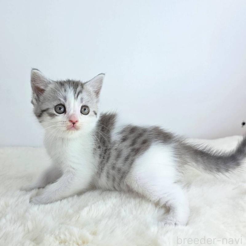 販売中の茨城県のマンチカン-130775の4枚目