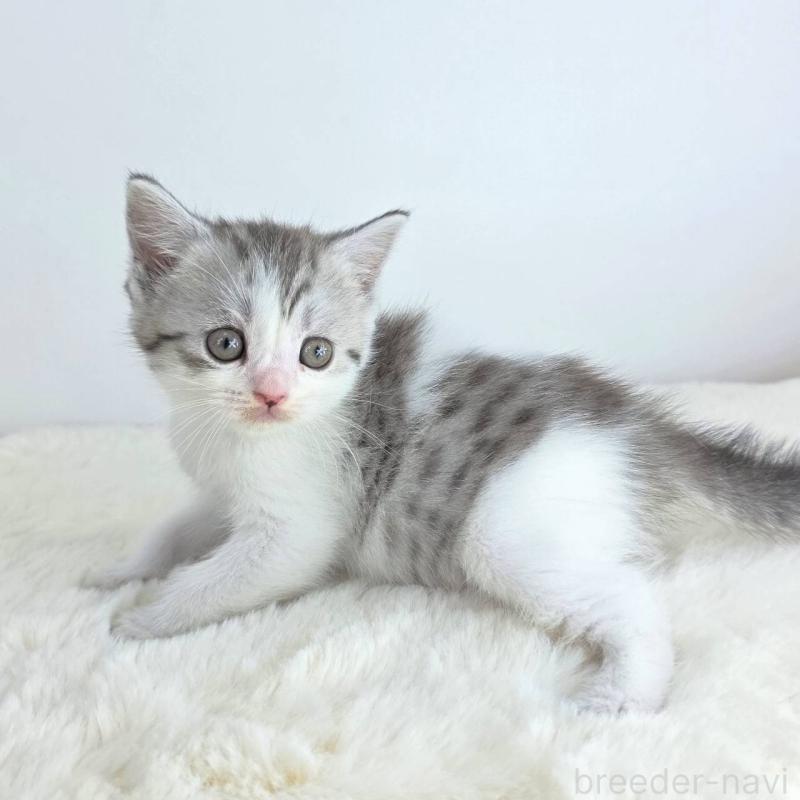 販売中の茨城県のマンチカン-130775の5枚目