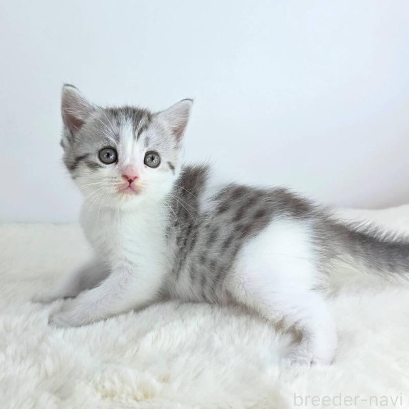 販売中の茨城県のマンチカン-130775の3枚目