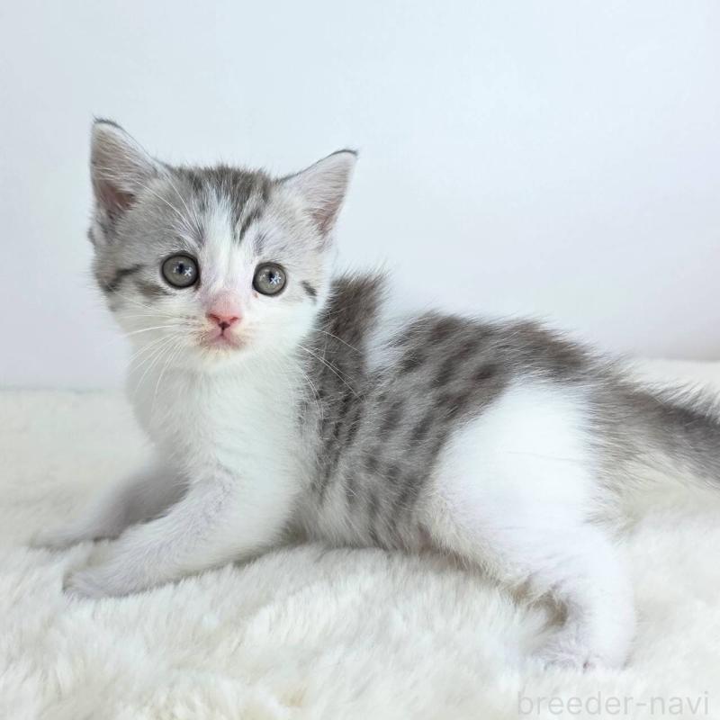 販売中の茨城県のマンチカン-130775の1枚目