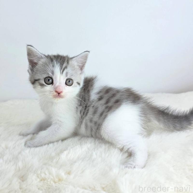 販売中の茨城県のマンチカン-130775の2枚目