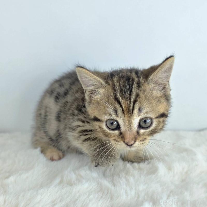 販売中の茨城県のマンチカン(短足)-130776の5枚目