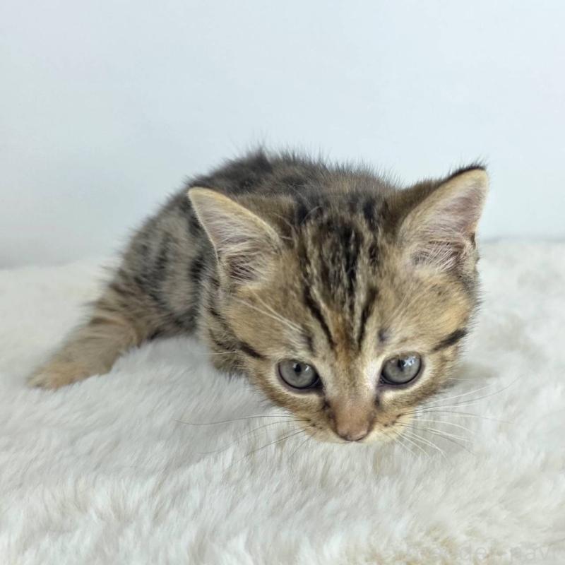 販売中の茨城県のマンチカン(短足)-130776の4枚目