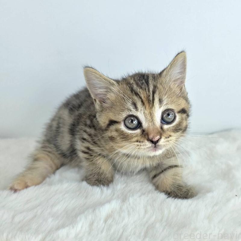 販売中の茨城県のマンチカン(短足)-130776の1枚目