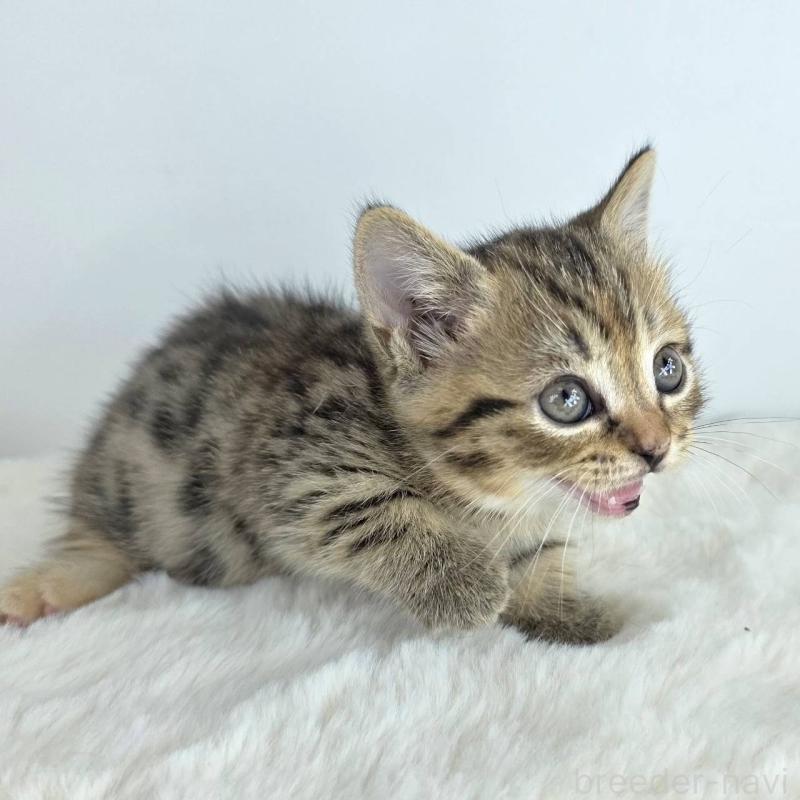 販売中の茨城県のマンチカン(短足)-130776の3枚目