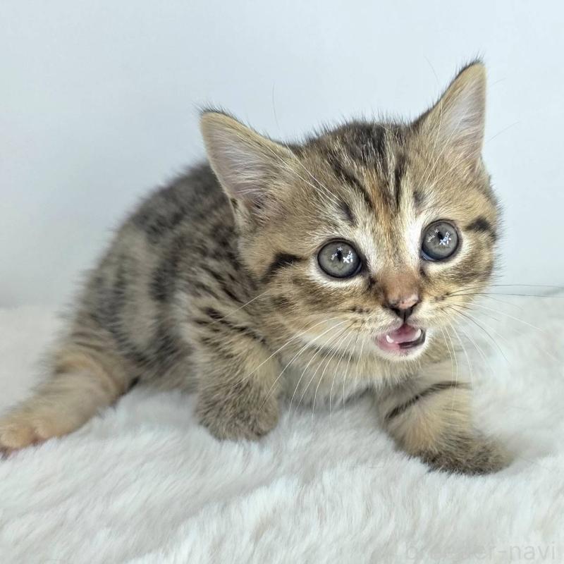 販売中の茨城県のマンチカン(短足)-130776の2枚目