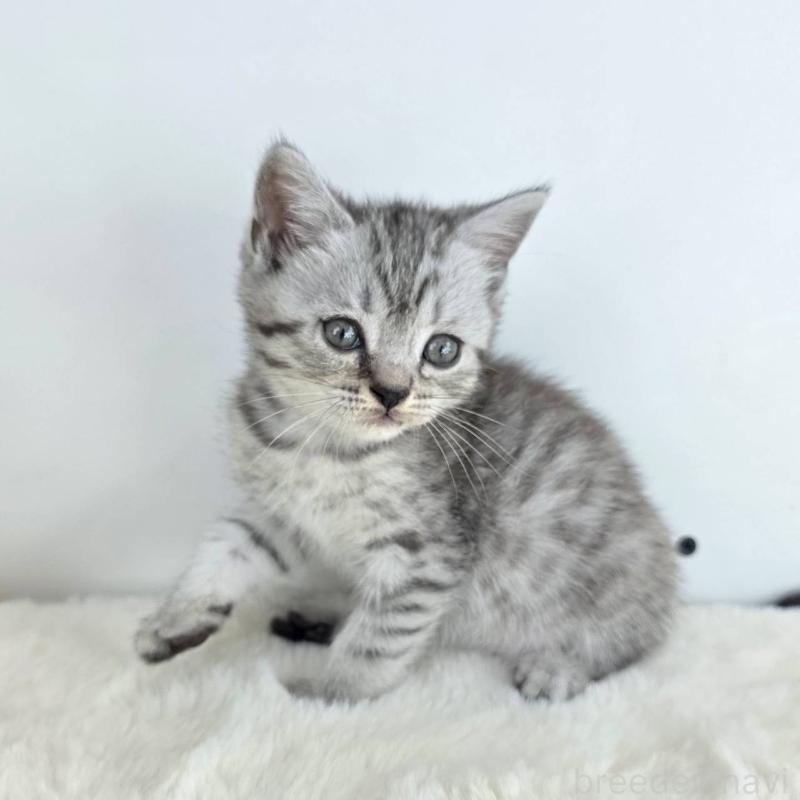 販売中の茨城県のマンチカン(短足)-130777の5枚目