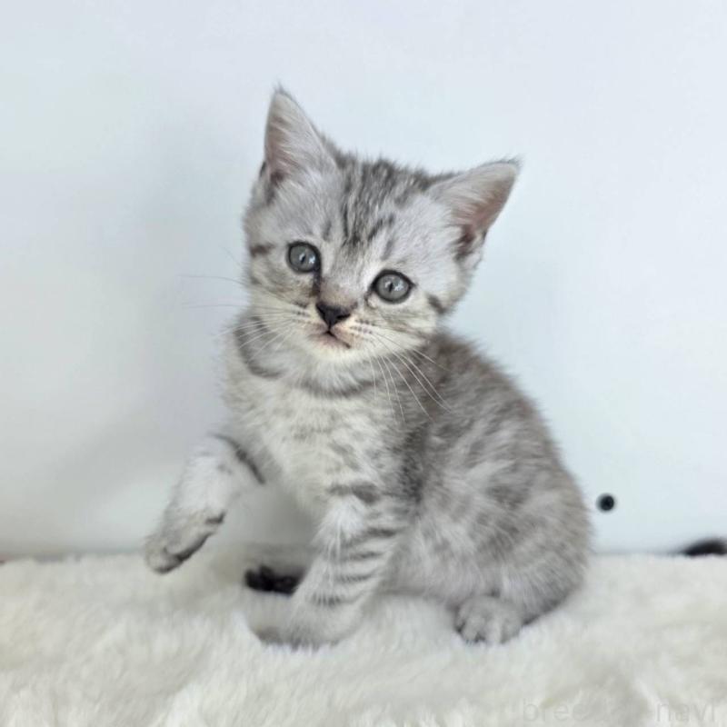 販売中の茨城県のマンチカン(短足)-130777の4枚目