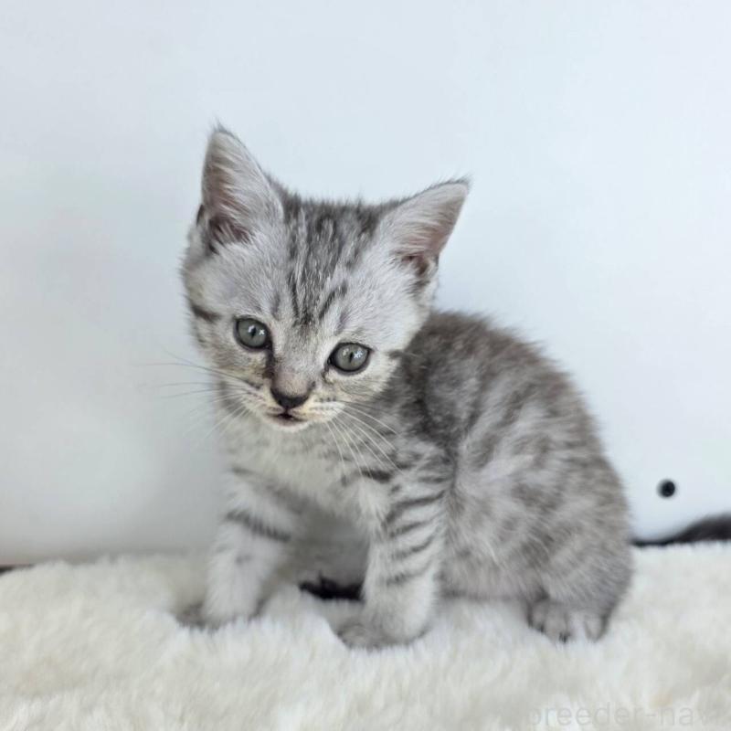 販売中の茨城県のマンチカン(短足)-130777の3枚目