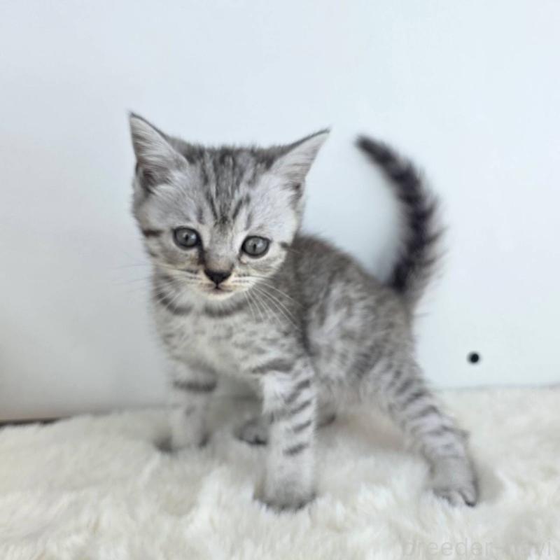 販売中の茨城県のマンチカン(短足)-130777の2枚目