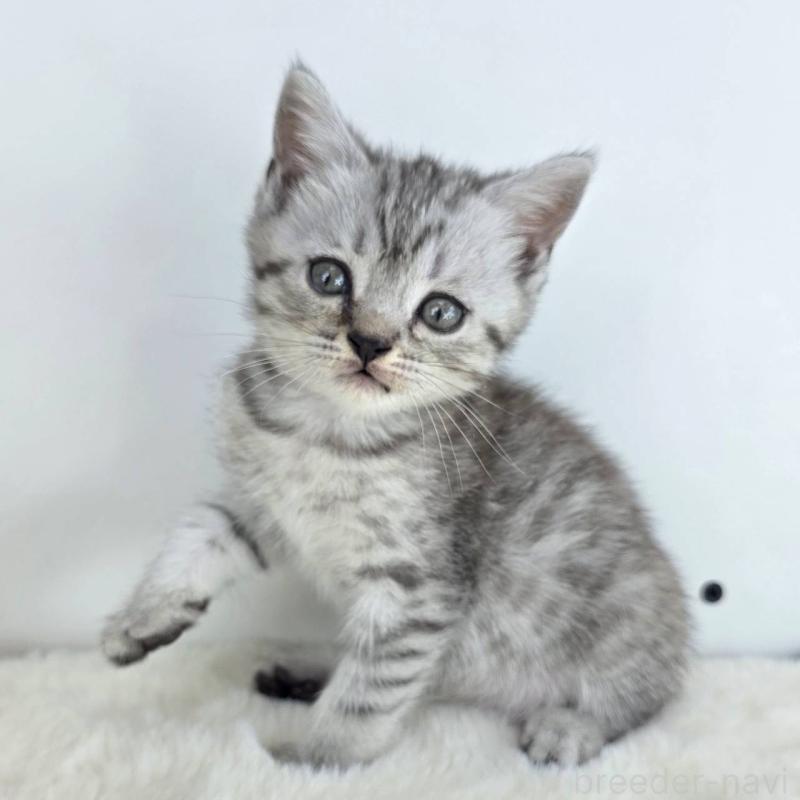 販売中の茨城県のマンチカン(短足)-130777