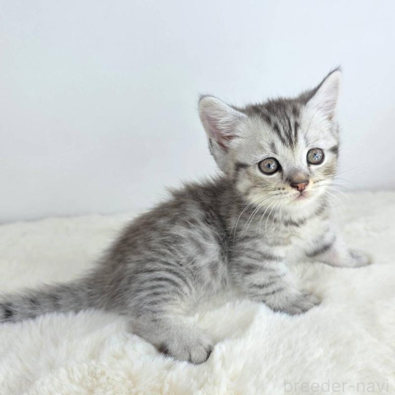 販売中の茨城県のマンチカン(短足)-130778の5枚目