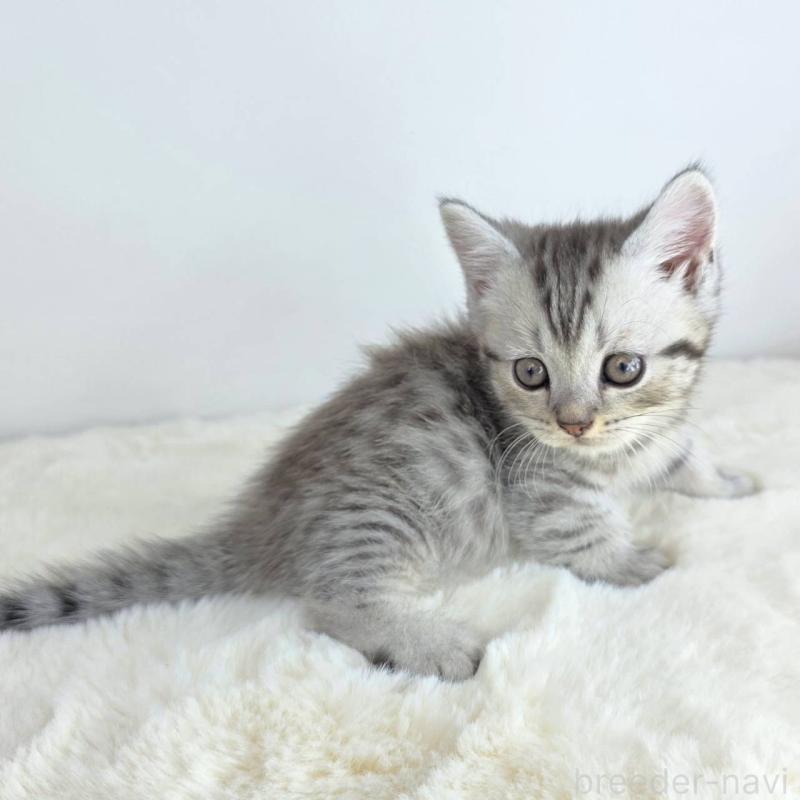 販売中の茨城県のマンチカン(短足)-130778の4枚目