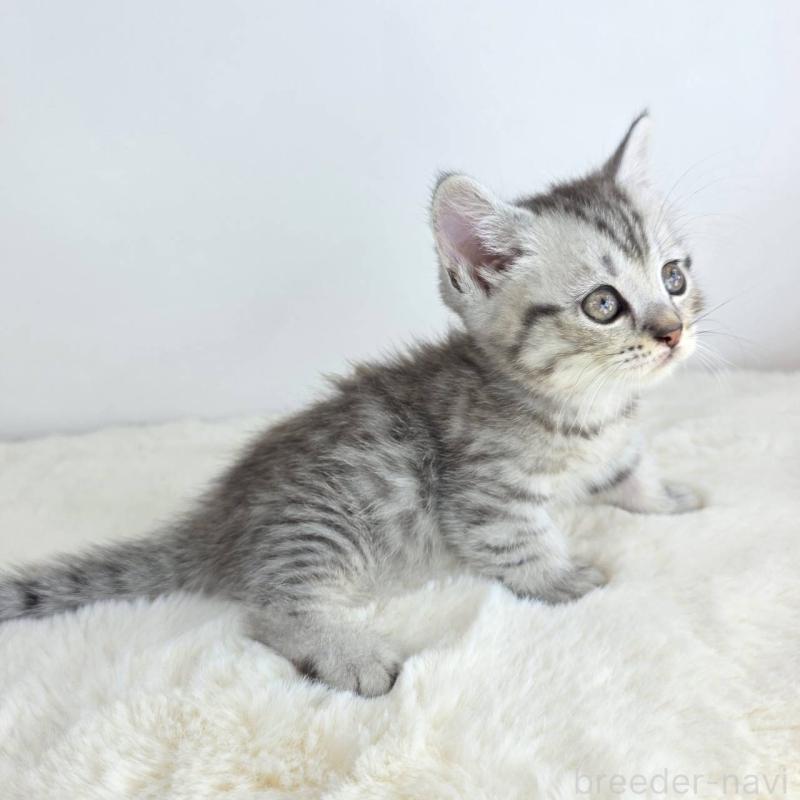 販売中の茨城県のマンチカン(短足)-130778の3枚目