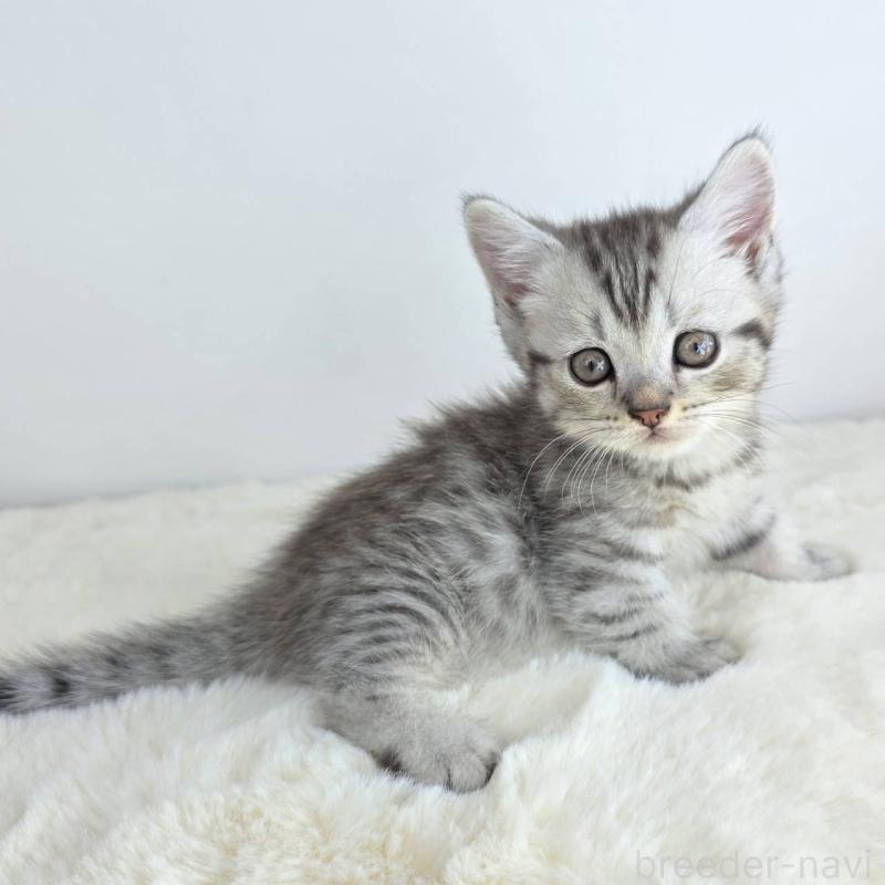 販売中の茨城県のマンチカン(短足)-130778の2枚目