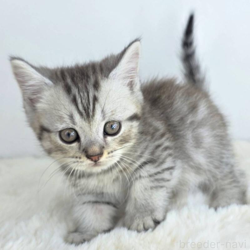 販売中の茨城県のマンチカン(短足)-130778