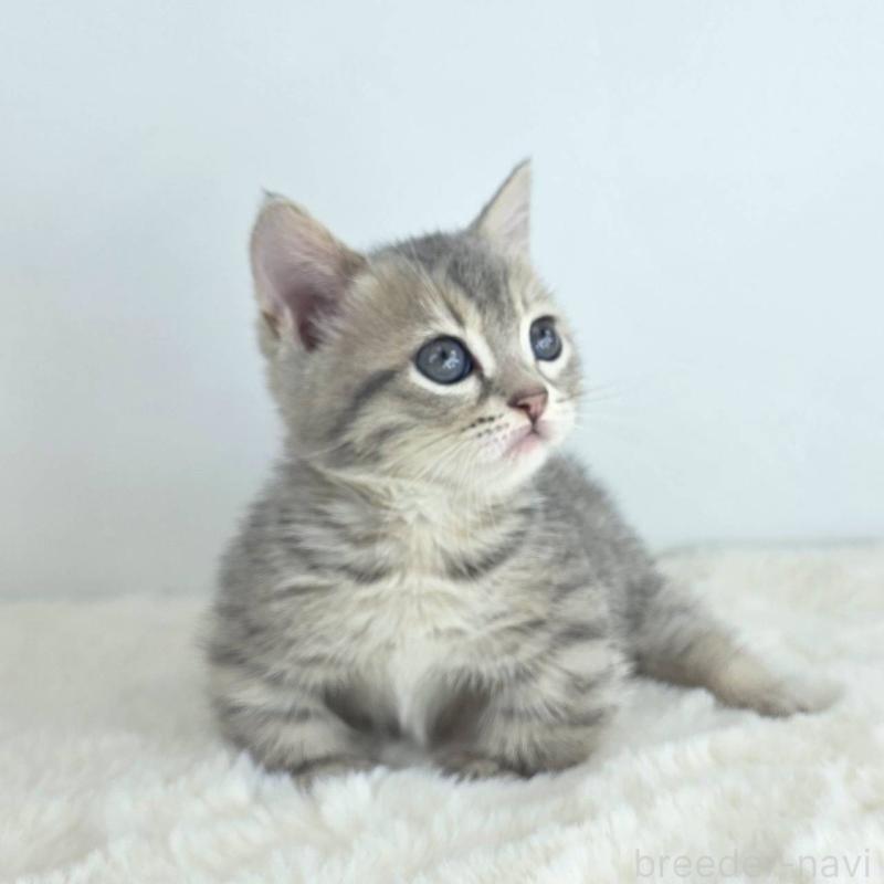 販売中の茨城県のジェネッタ-130779の4枚目