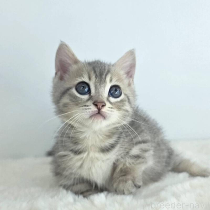 販売中の茨城県のジェネッタ-130779の3枚目