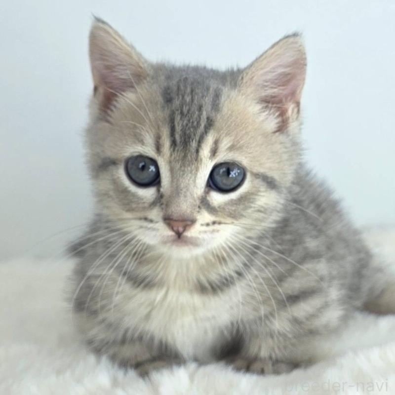 販売中の茨城県のジェネッタ-130779