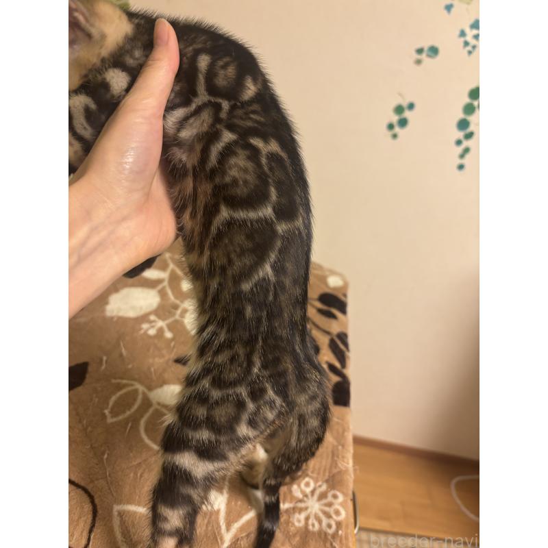 販売中の宮城県のベンガル-130780の5枚目