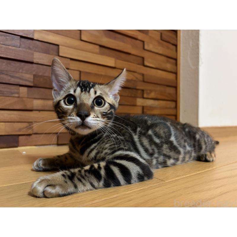 販売中の宮城県のベンガル-130780の3枚目