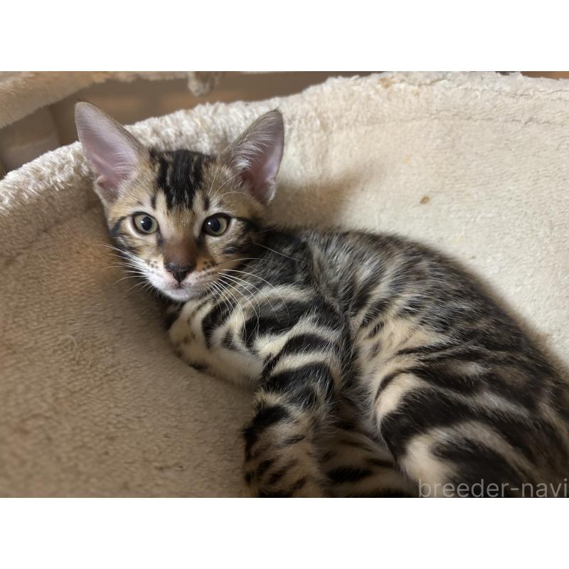 販売中の宮城県のベンガル-130780の2枚目