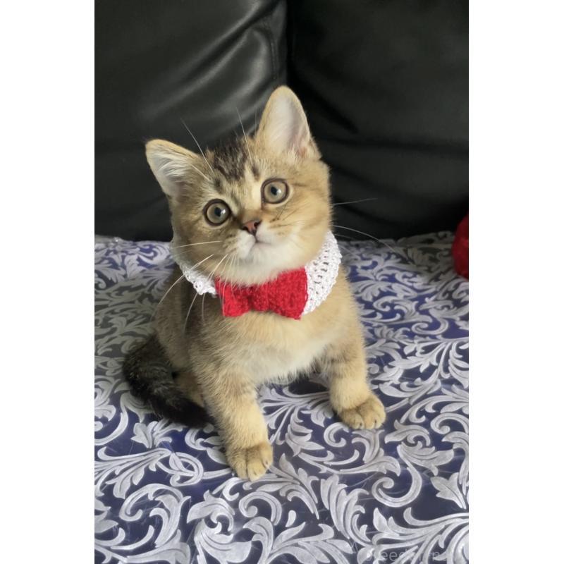 販売中の大阪府のスコティッシュストレート-127766の2枚目