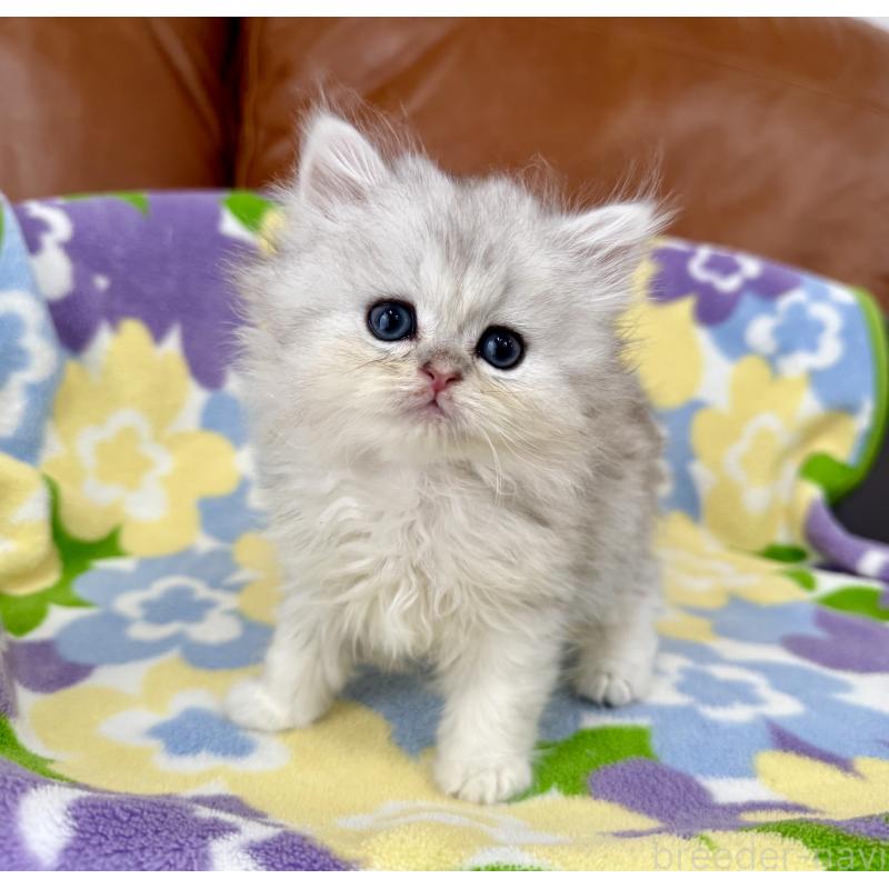 販売中の神奈川県のペルシャ(チンチラ)-129018