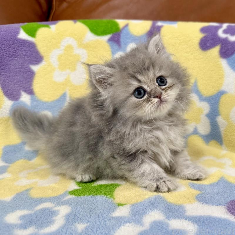 販売中の神奈川県のペルシャ(チンチラ)-129024