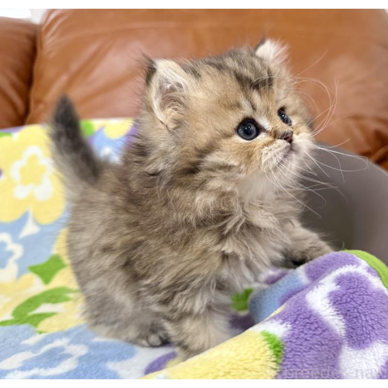 販売中の神奈川県のペルシャ(チンチラ)-129025