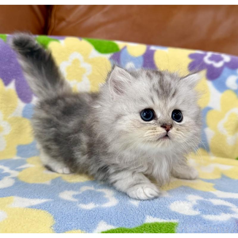 販売中の神奈川県のペルシャ(チンチラ)-129028