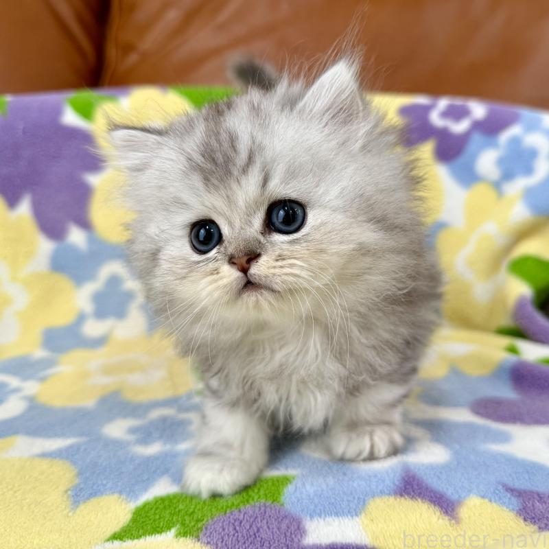 成約済の神奈川県のペルシャ(チンチラ)-129028の9枚目