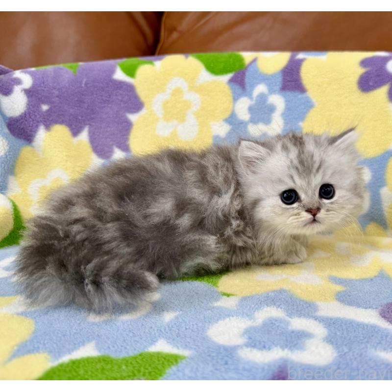 成約済の神奈川県のペルシャ(チンチラ)-129028の8枚目