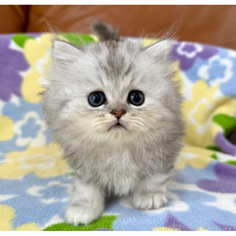 成約済の神奈川県のペルシャ(チンチラ)-129028の7枚目