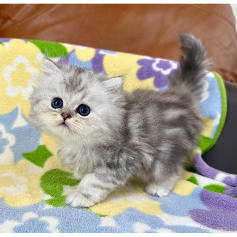 成約済の神奈川県のペルシャ(チンチラ)-129028の6枚目